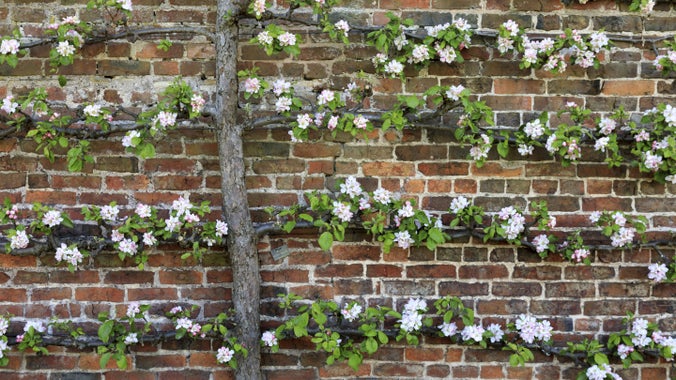 Coeden ffrwyth espalier ar yr ardd furiog yn Erddig